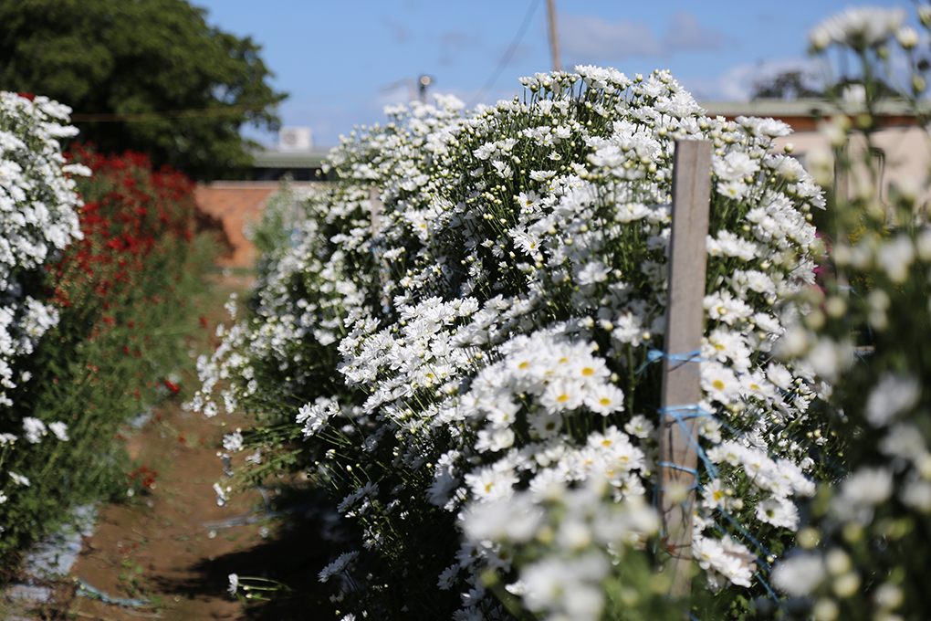 Endeavour Foundation Flowers at the site on Fitzgerald Street.