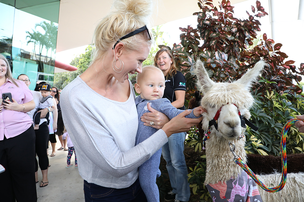 alpacas with maracas