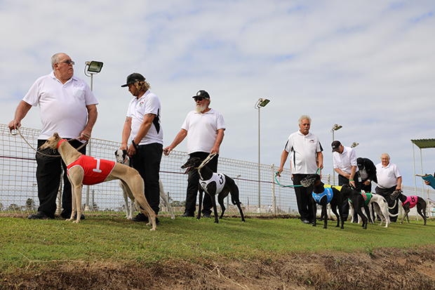 Bundaberg greyhounds tab