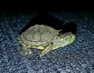 A red-eared slider turtle was found in the Bundaberg Region