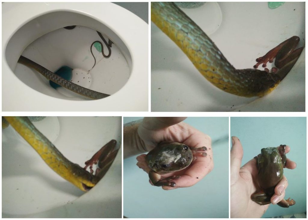 snake and frog stuck in a toilet