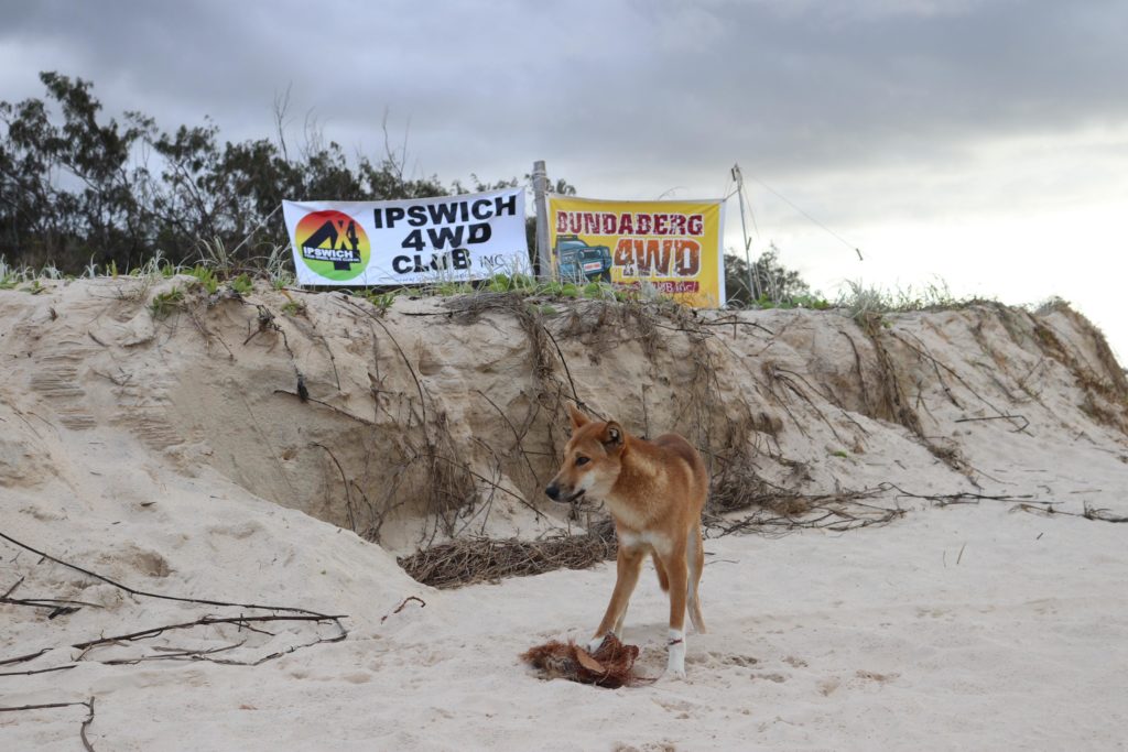 Dingoes near camp at the Fraser Island clean-up.