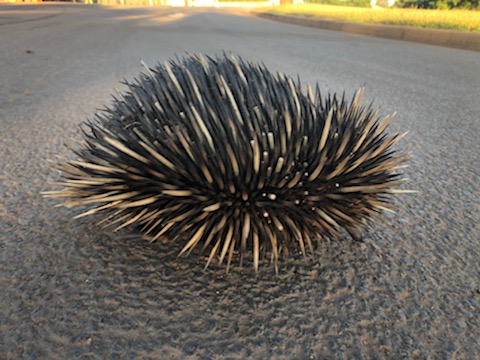 echidna rescue