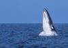A humpack whale (not pictured) was spotted off the coast of the Bundaberg Region on 23 May.