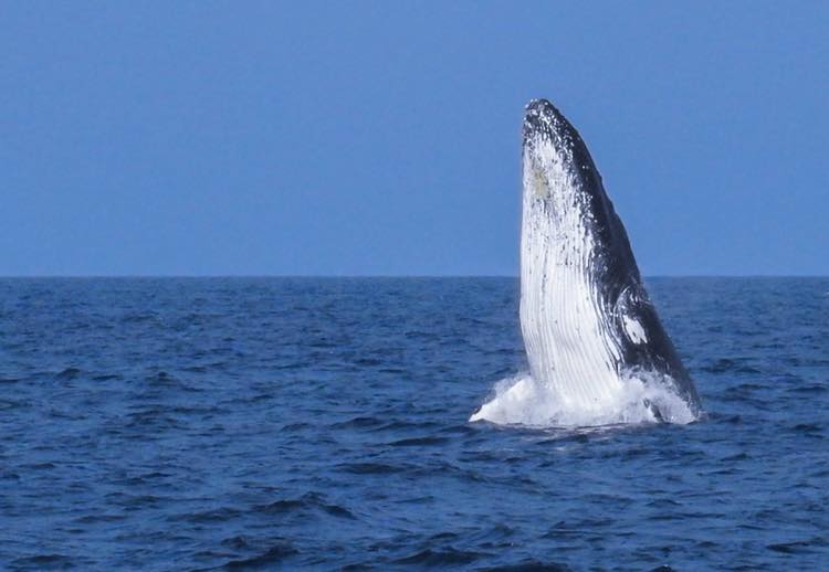 First humpback whale