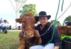 Childers Show cattle