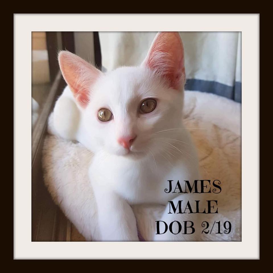 Do you have a home for James? Contact Cat Connections HQ 