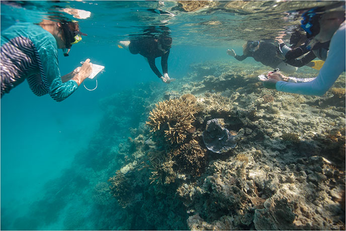 citizen scientist, Great Barrier Reef, Lady Musgrave Experience