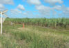 Sugarcane crushing will start in the Bundaberg Region on 1 July 2019.