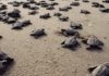 turtle protection