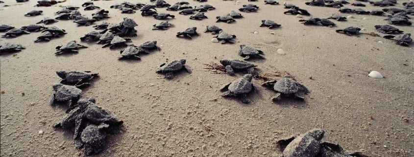 Bundaberg Regional Council supports the State Government's intention to protect turtles but wants a statewide approach.