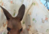 Rescued joey