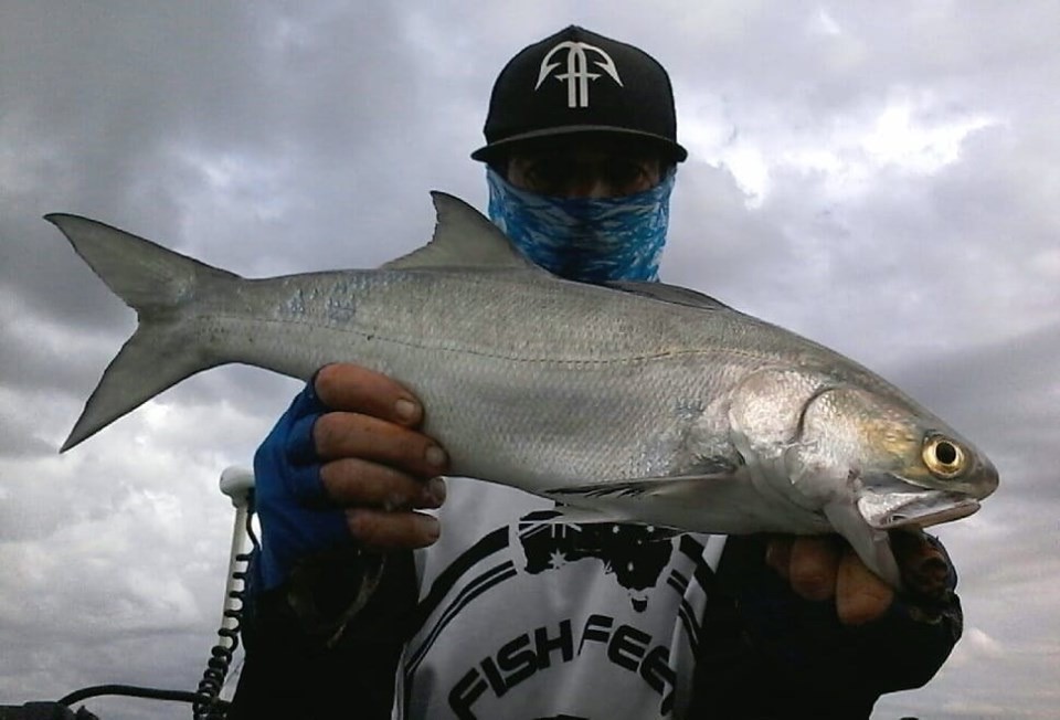 Stewie Small blue salmon