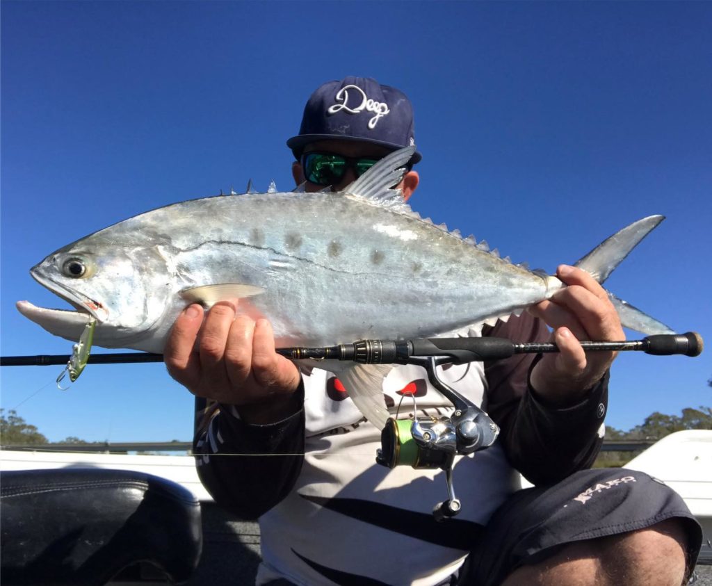 Blue salmon Burnett River