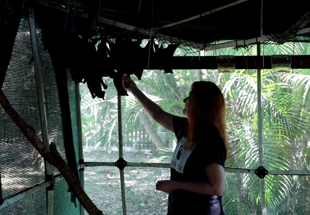 President of the Qld Wildlife Carers, batwoman Christine Wynne with some of the bats she is caring for. 