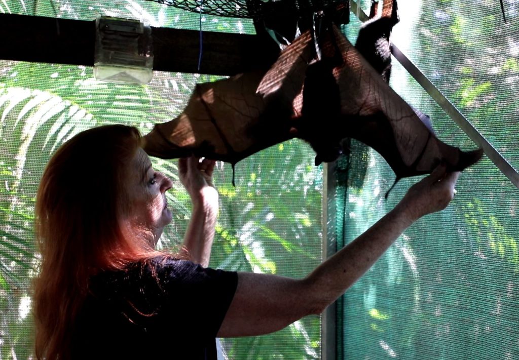 Batwoman Christine Wynne with one of the bats she is caring for. 