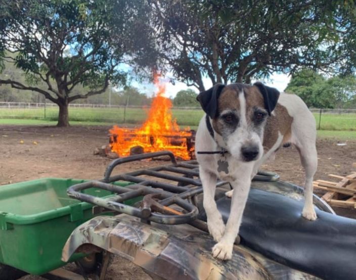 ADOPT A PET: Bundy the loyal terrier is looking for a family.