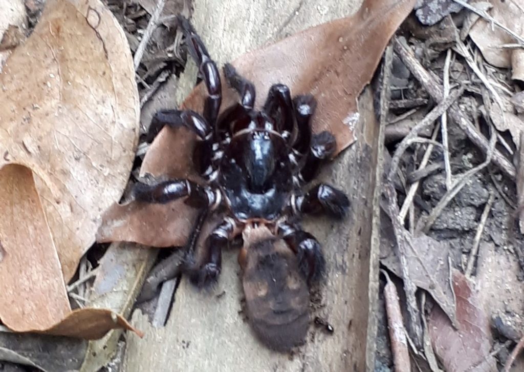 suspected funnel-web spider