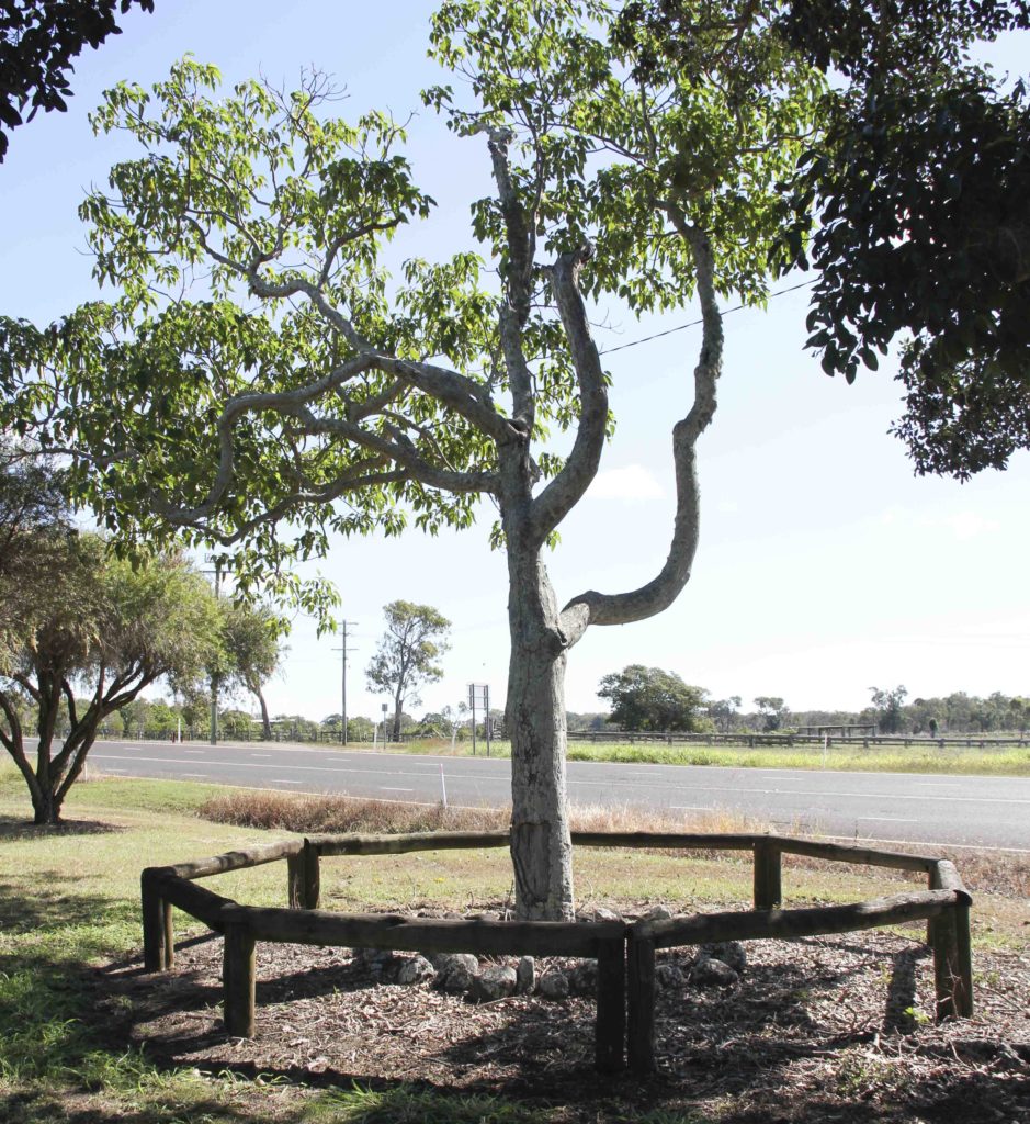 Hinkler tree, located on Bargara Road on the former Bargara State School grounds