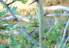 The invasive Honey Locust plant’s long, strong spines can inflict serious injuries and infections to humans, livestock and wildlife Source: DAF