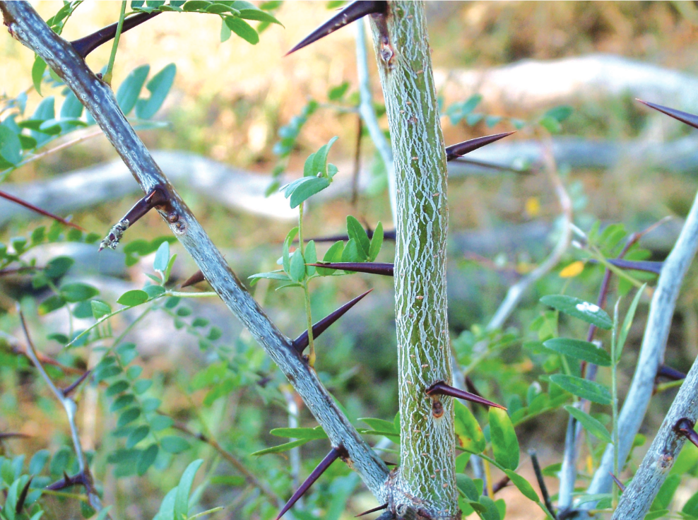 The invasive Honey Locust plant’s long, strong spines can inflict serious injuries and infections to humans, livestock and wildlife Source: DAF