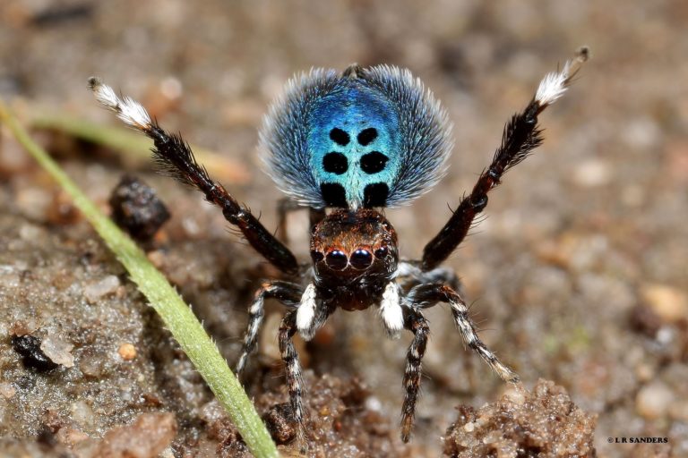 Blue Hair Spider Species - wide 1