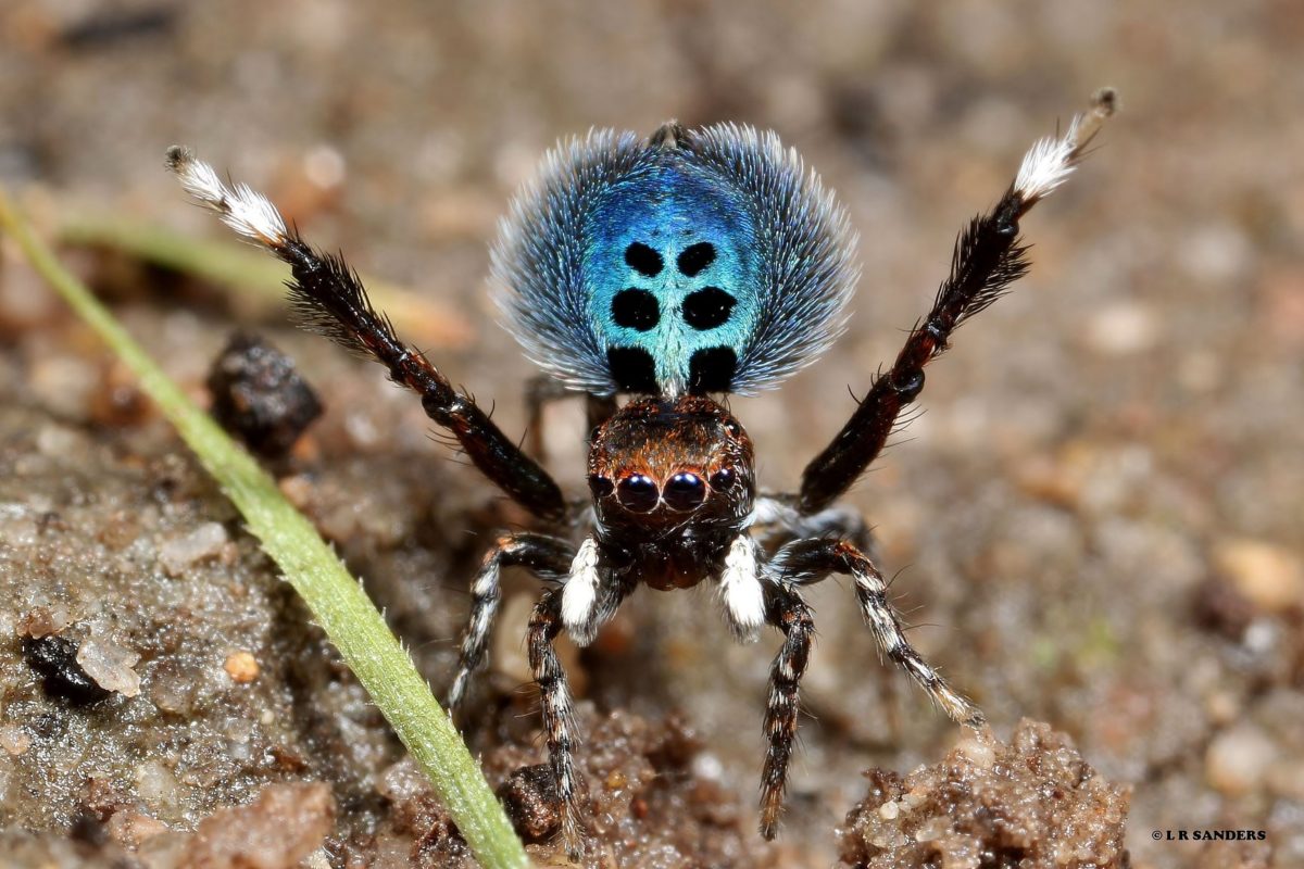 Exotic Blue Hair Spider - wide 4