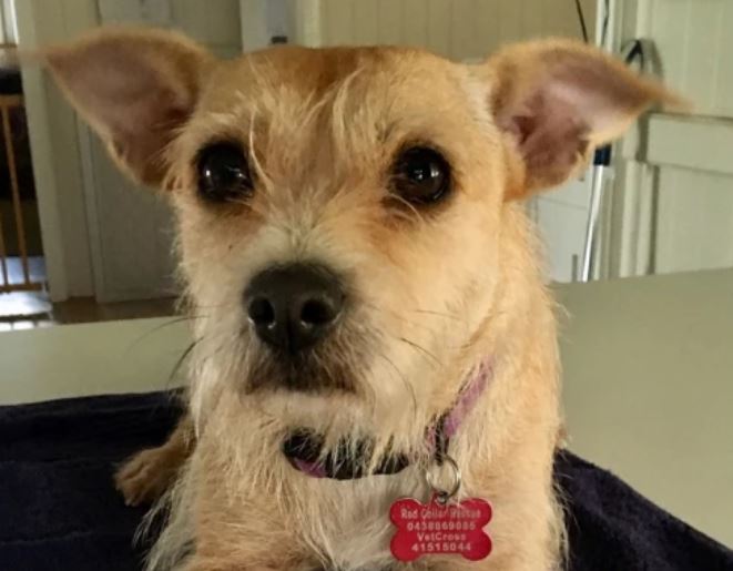 Penny is a little firecracker terrier looking for a home.