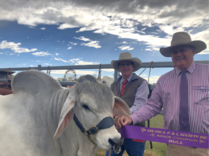 Clint Whitaker and Cr Wayne Honor with the Grey Brahman that took out junior champion bull in the stud cattle event at Gin Gin Show