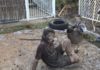 The Frogtastic International Mud Day event proved popular
