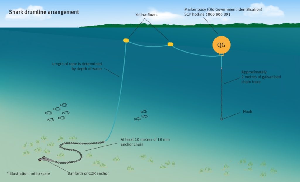 Drumlines for shark control