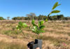 Barolin tree planting