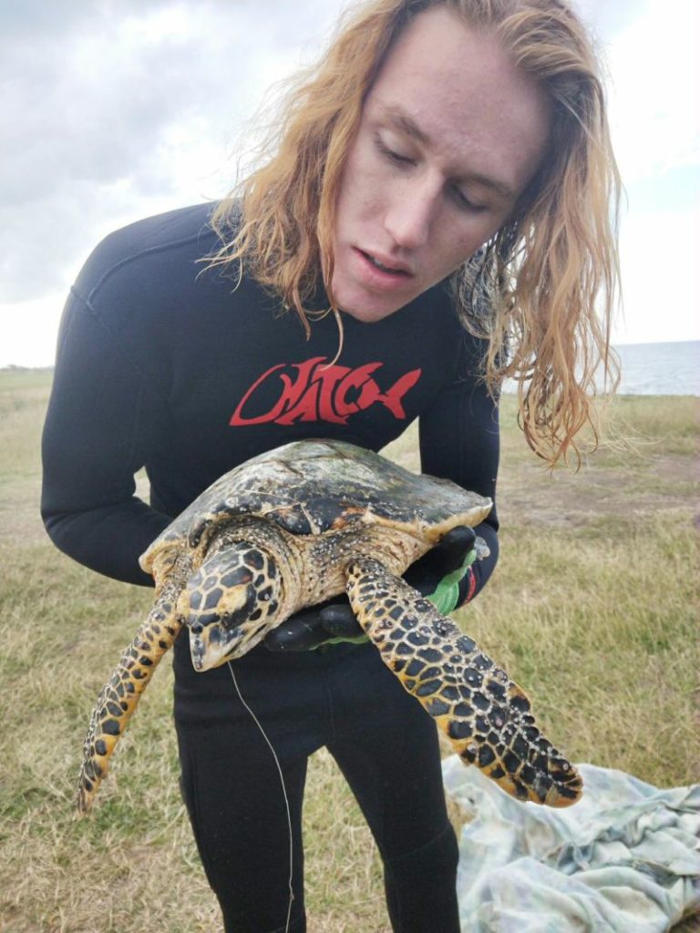 Hawksbill sea turtle