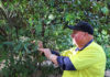 Macadamia Conservation Trust member Brice Kaddatz with the rare macadamia trees in the Bundaberg Botanic Gardens