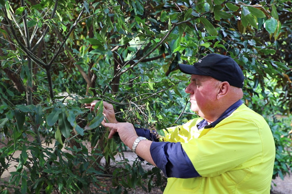 Macadamia Conservation Trust member Brice Kaddatz with the rare macadamia trees in the Bundaberg Botanic Gardens