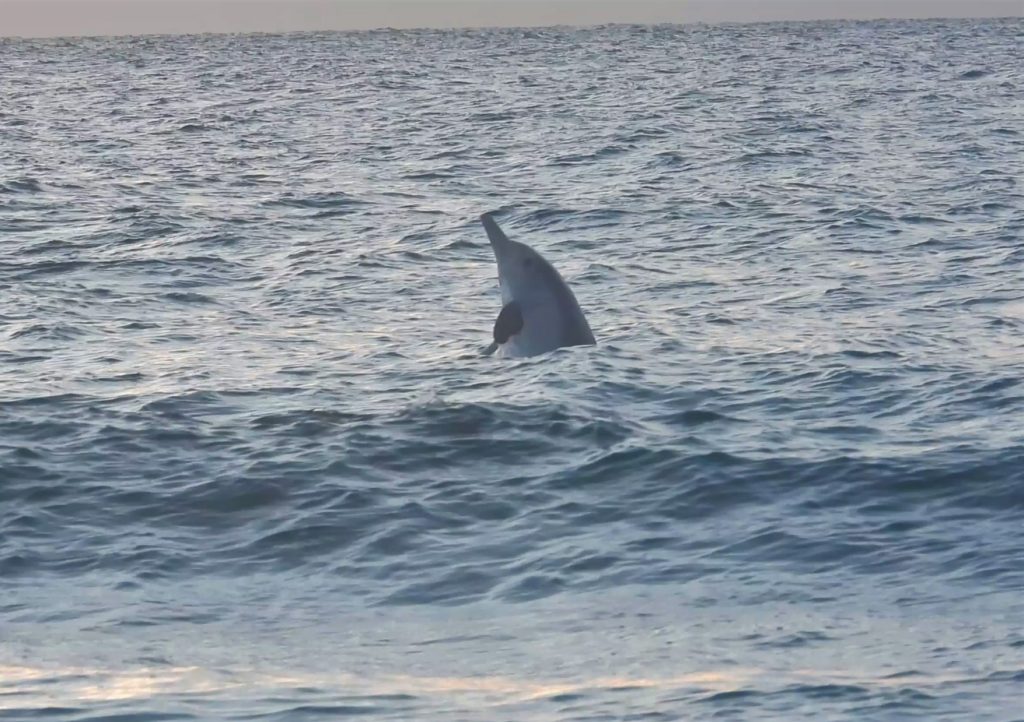 Bargara man Kevin Hill captured this amazing footage of four dolphins frolicking at Kelly's Beach. 