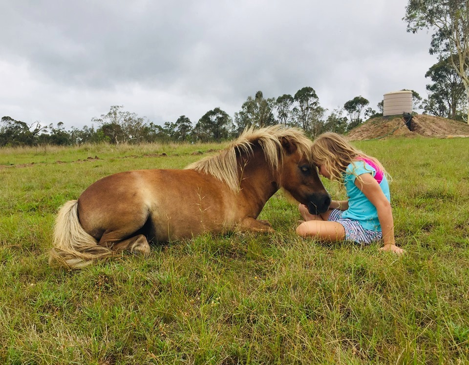 Miniature pony Honey makes a great companion and friend for children and people of all abilities.