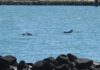 Dolphins in the Burnett River