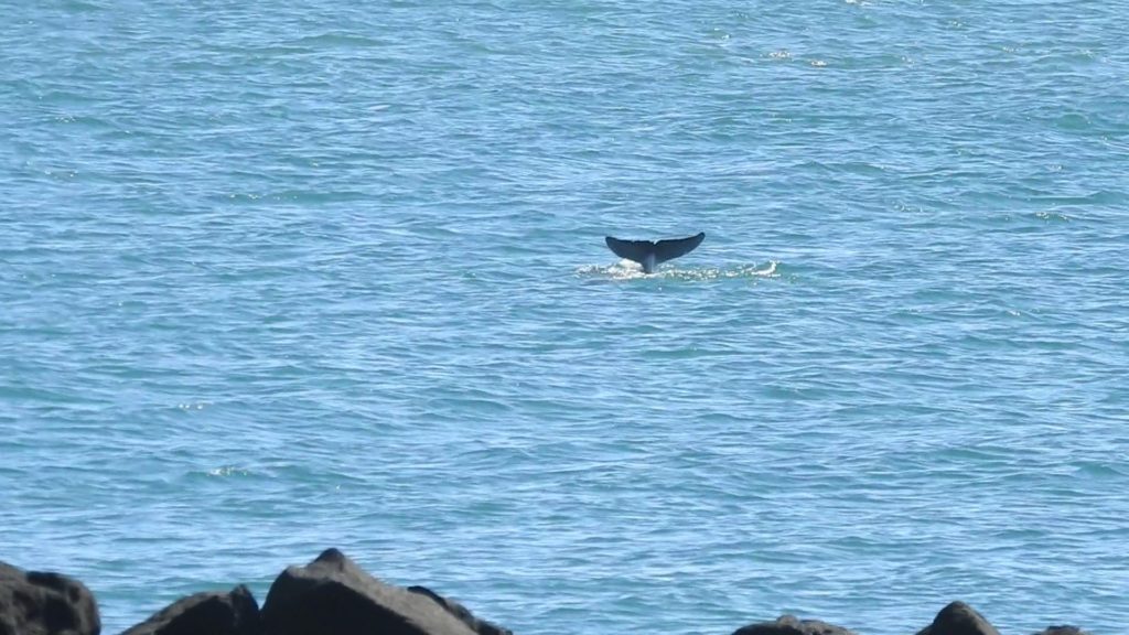 Dolphins in the Burnett River