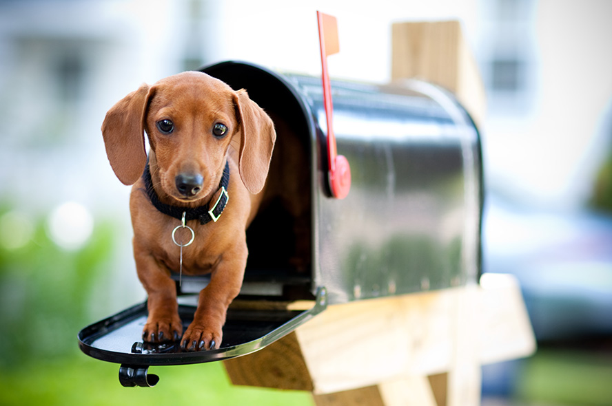 REMINDER: Dog registration renewal notices will be arriving in mailboxes soon. 