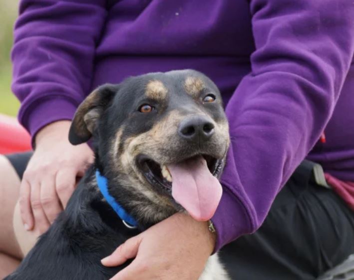 RED COLLAR RESCUE: Arby the dog is looking for a home.