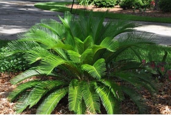 The sago palm is highly toxic to dogs and cats. Picture: Vetwest Animal Hospitals. 