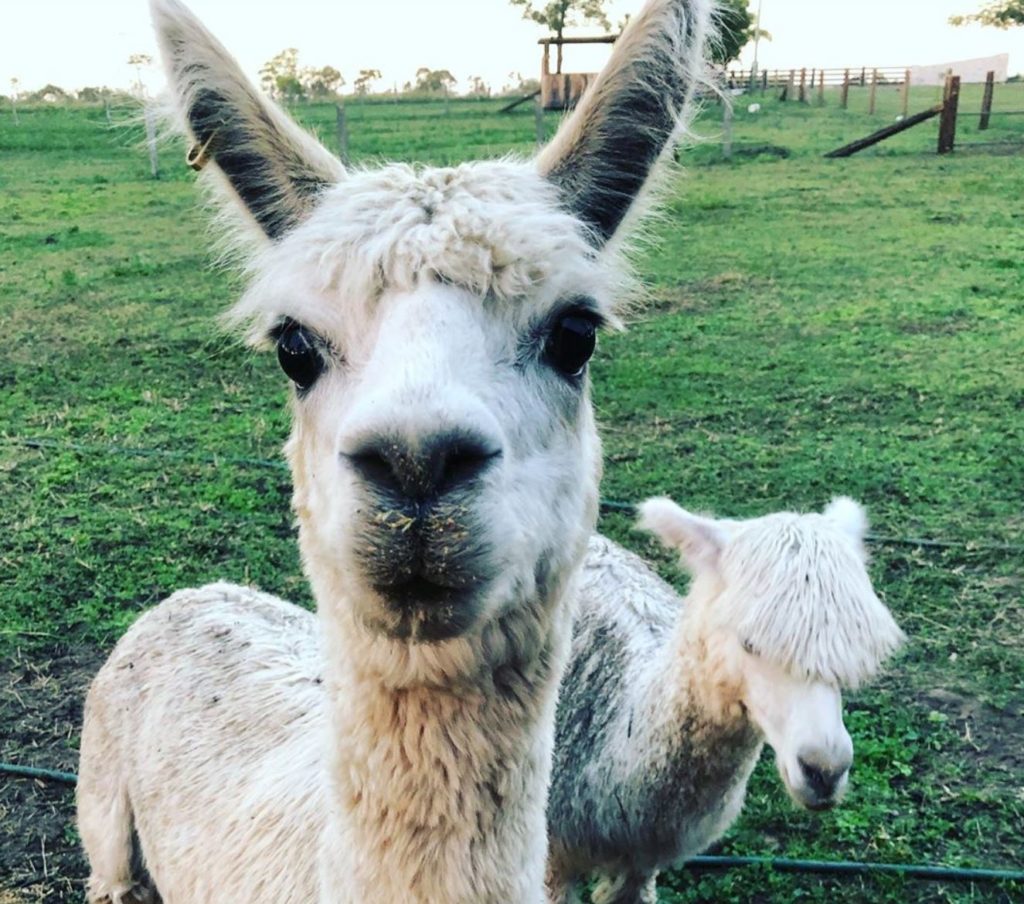 These friendly alpacas are living their morning walks at Splitters Farm.