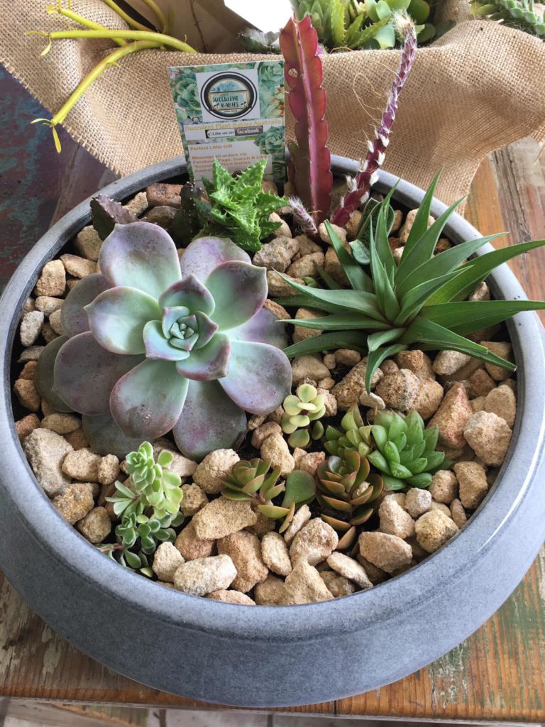 Succulent Plant Babies