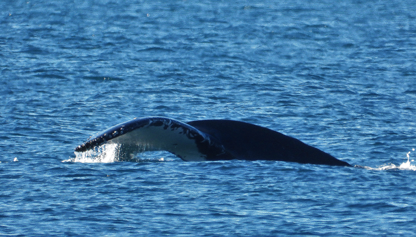 Humpback whales are visiting Bargara. 