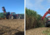 Cane cutting season begins