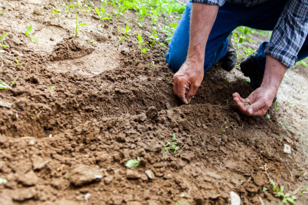 Regrowing native vegetation could stabilise and improve the soil, reducing the amount of sediment that makes its way to the Great Barrier Reef.