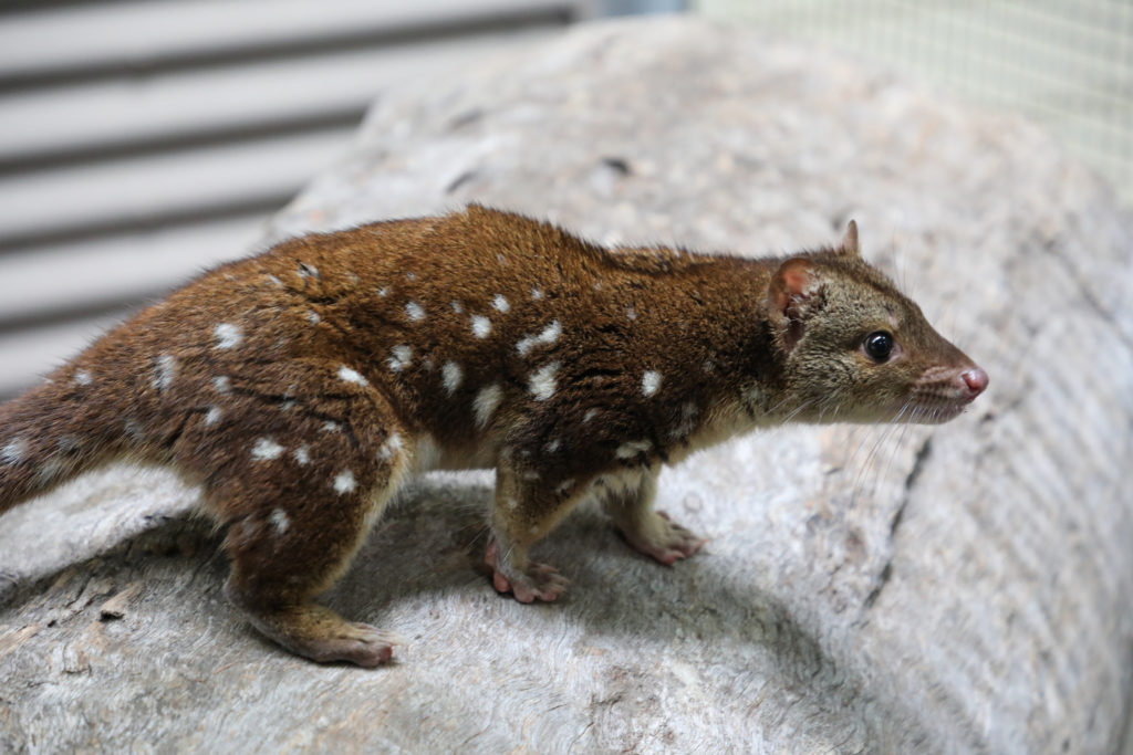 Alexandra Park Zoo's new quoll has officially been named Crunchy
