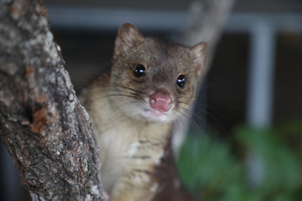 Alexandra Park Zoo's new quoll has officially been named Crunchy