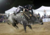 PBR Bull Mania Burnett Heads
